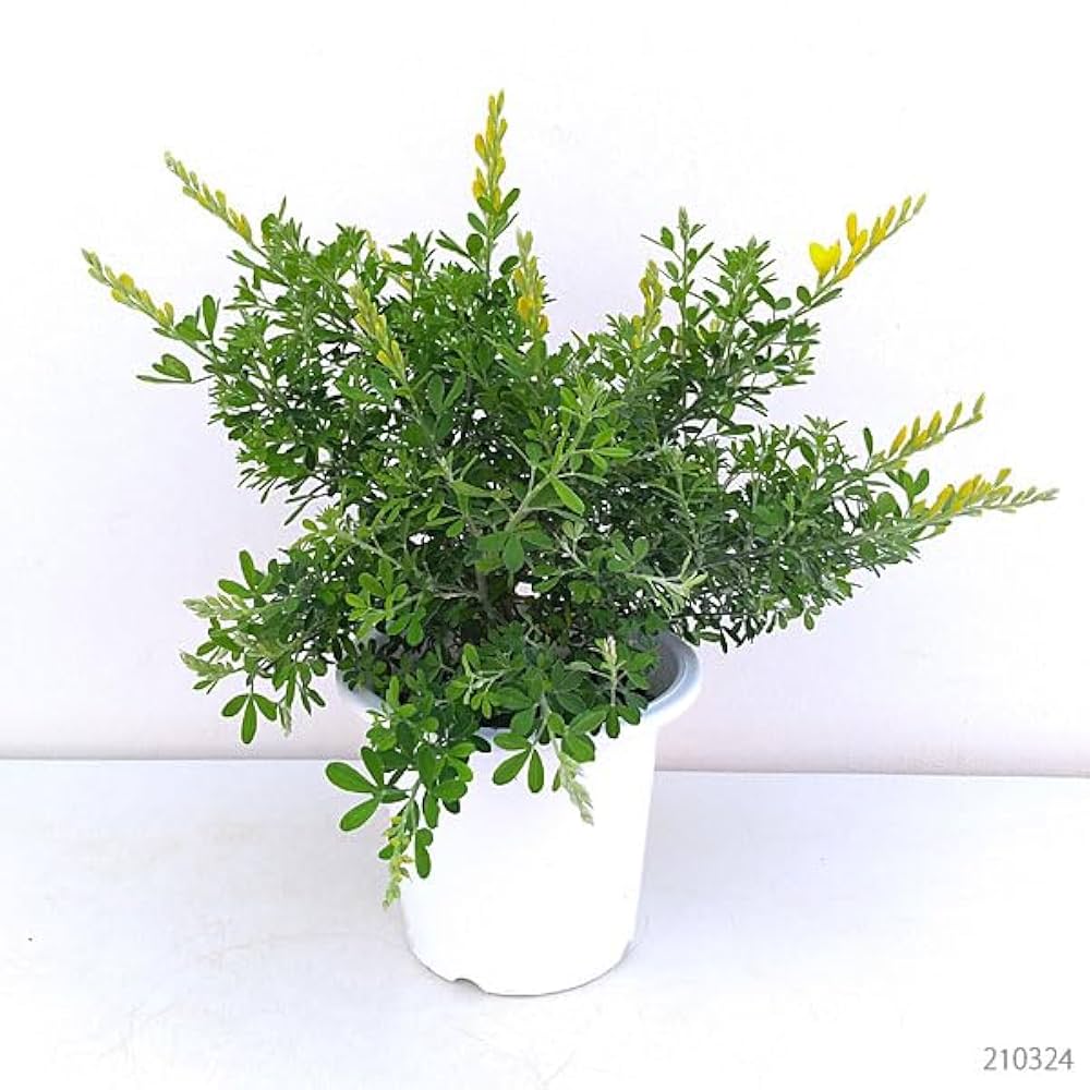 姫エニシダ　盆栽 Amazon.co.jp: ヒメエニシダ4号鉢植え[黄色い蝶のような花を